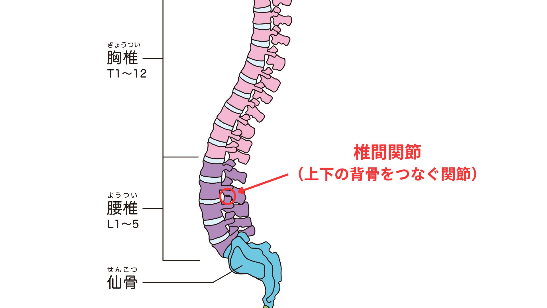 椎間関節