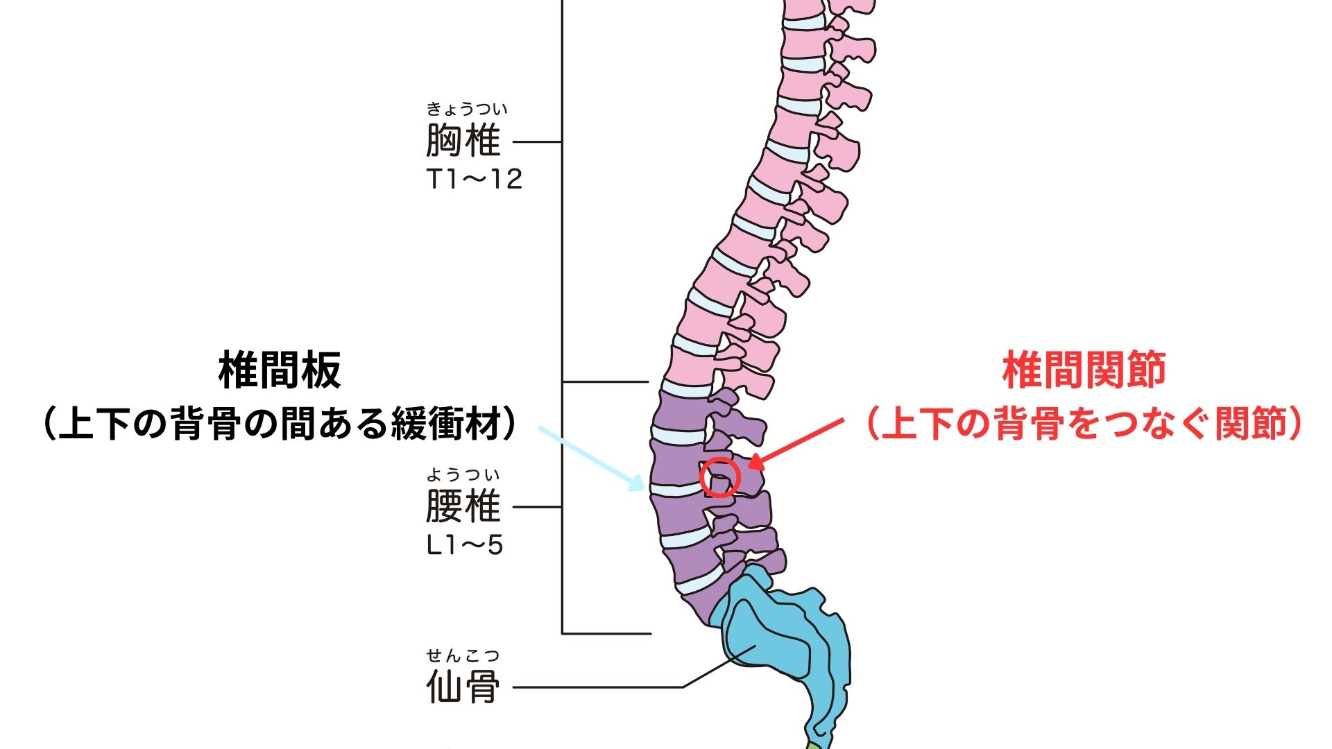椎間板と椎間関節