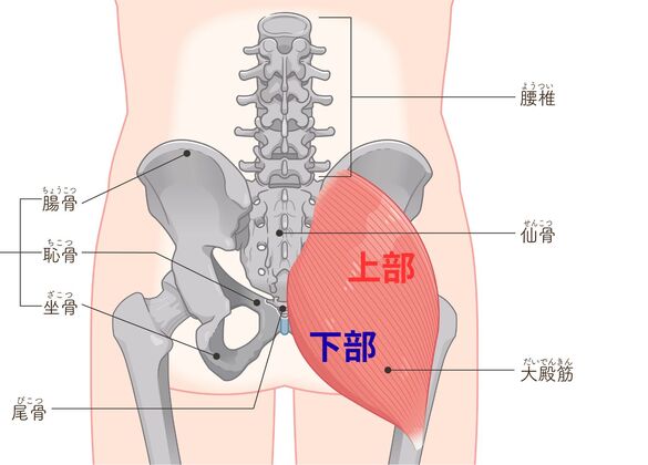 大殿筋上部・下部