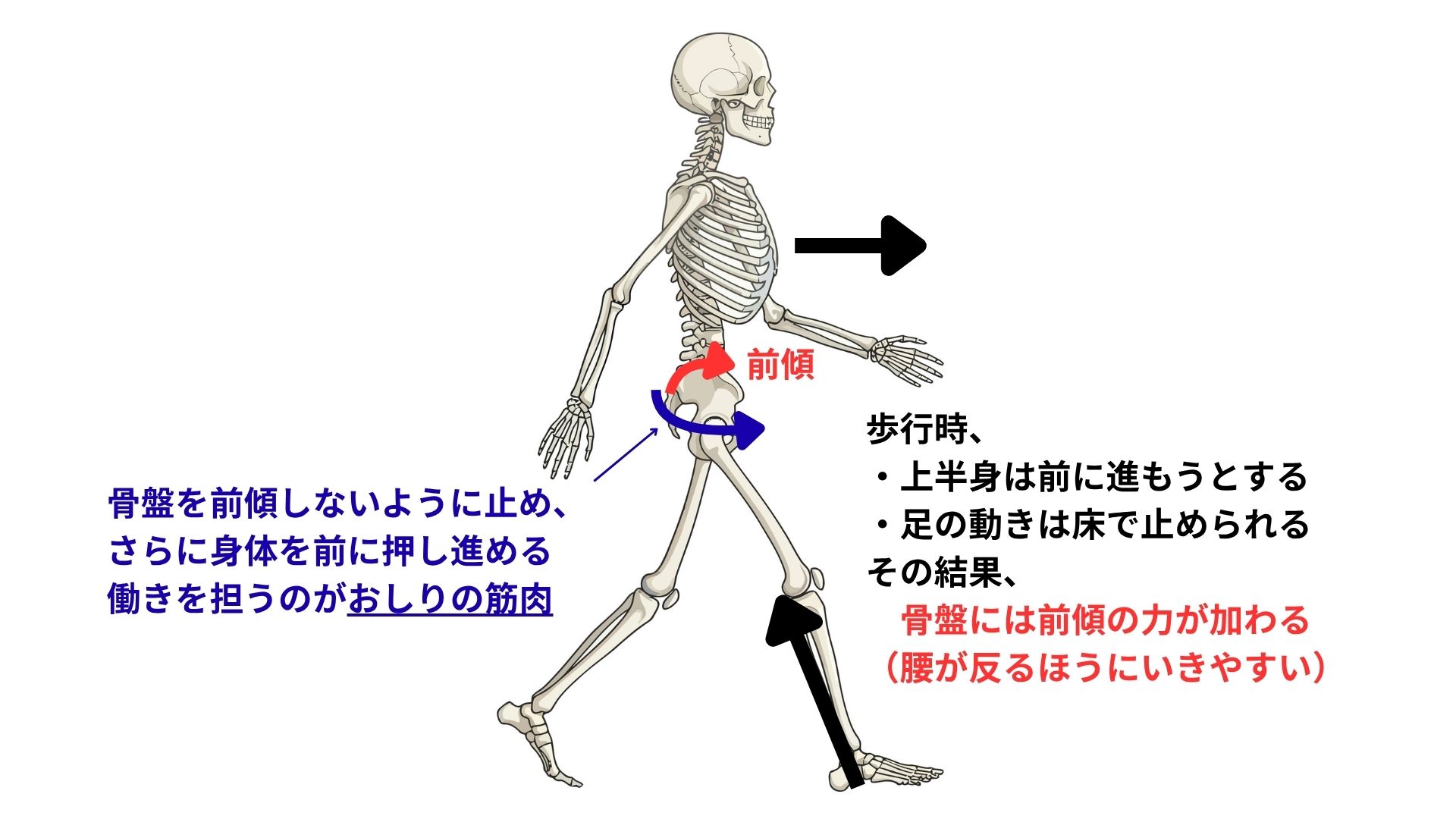 歩行の力学
