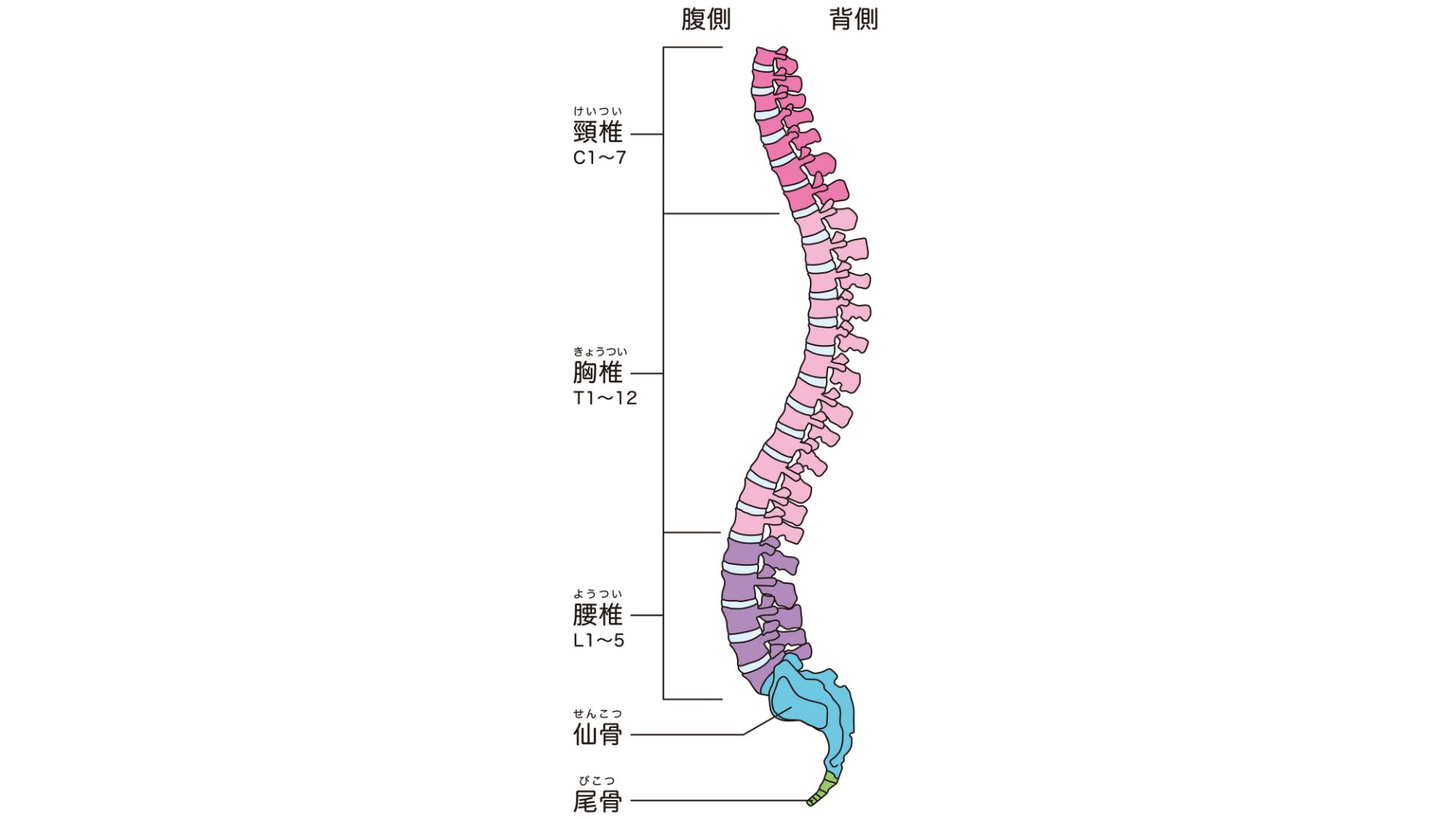 脊椎