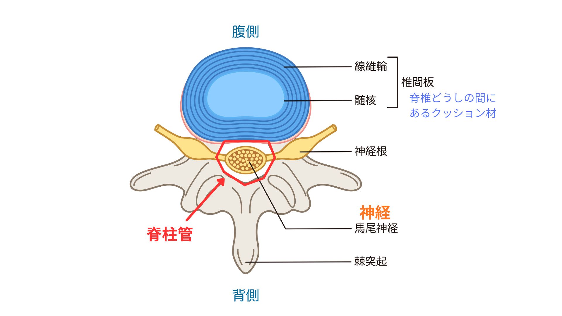 脊柱管