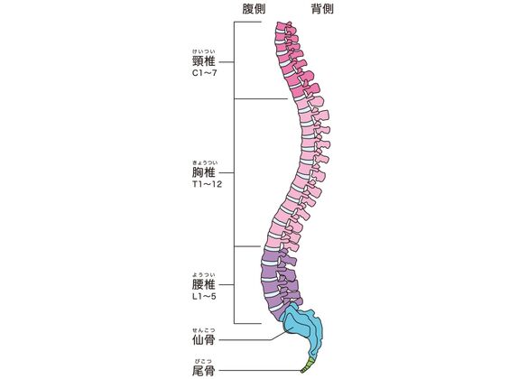 脊椎