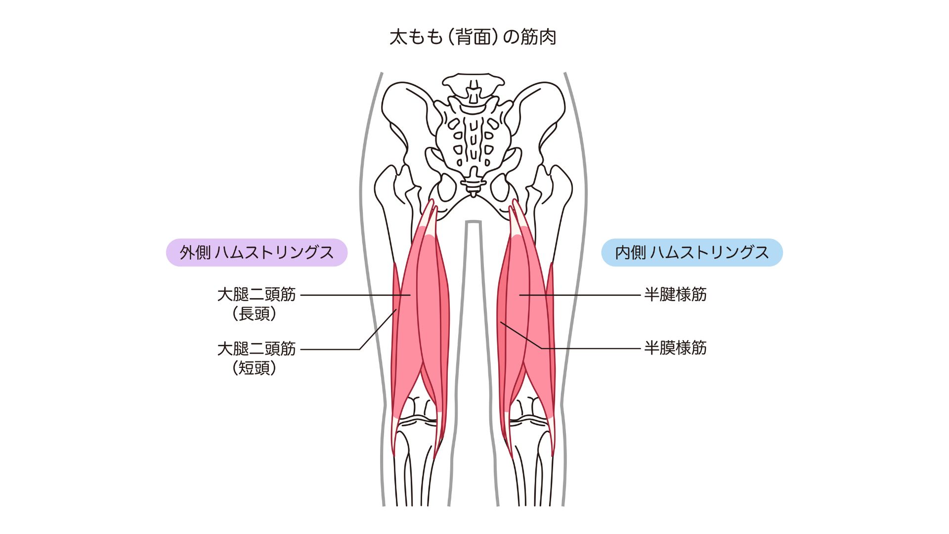 ハムストリングス
