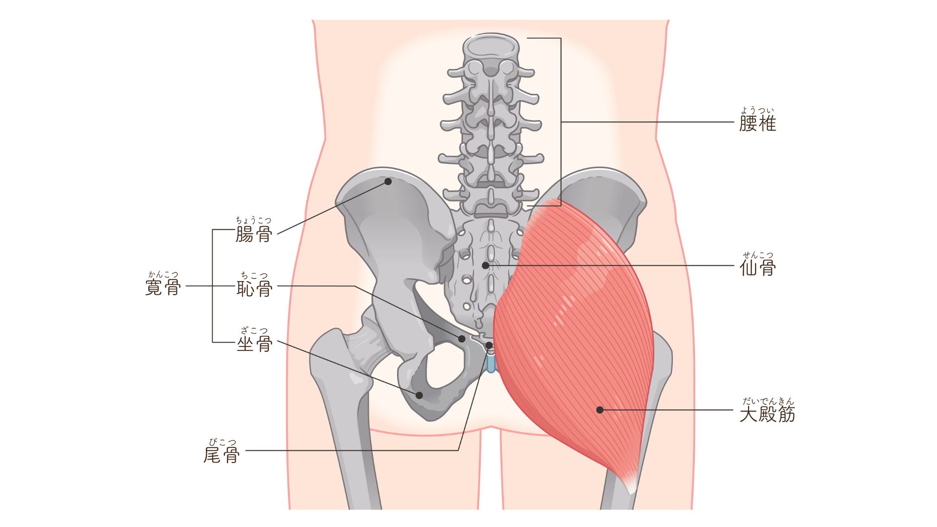 大殿筋