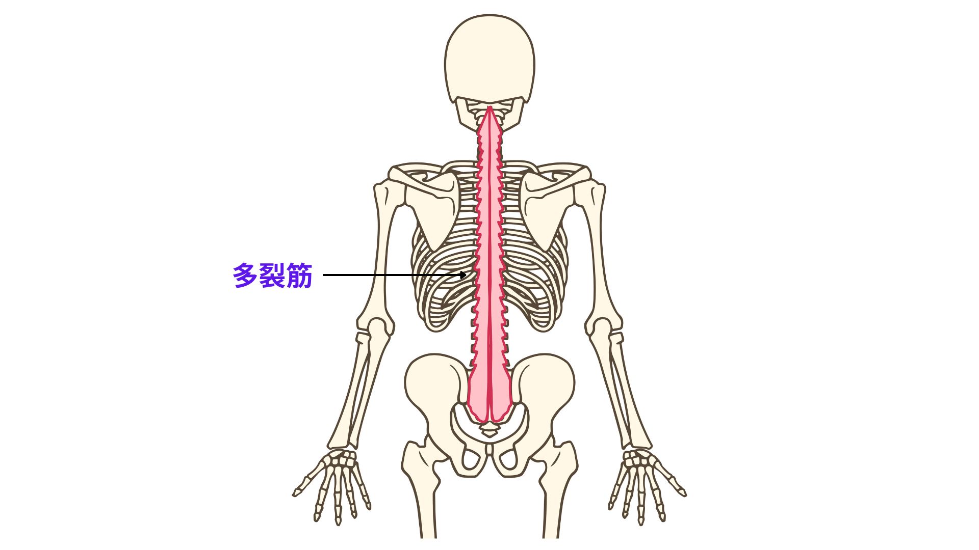 多裂筋