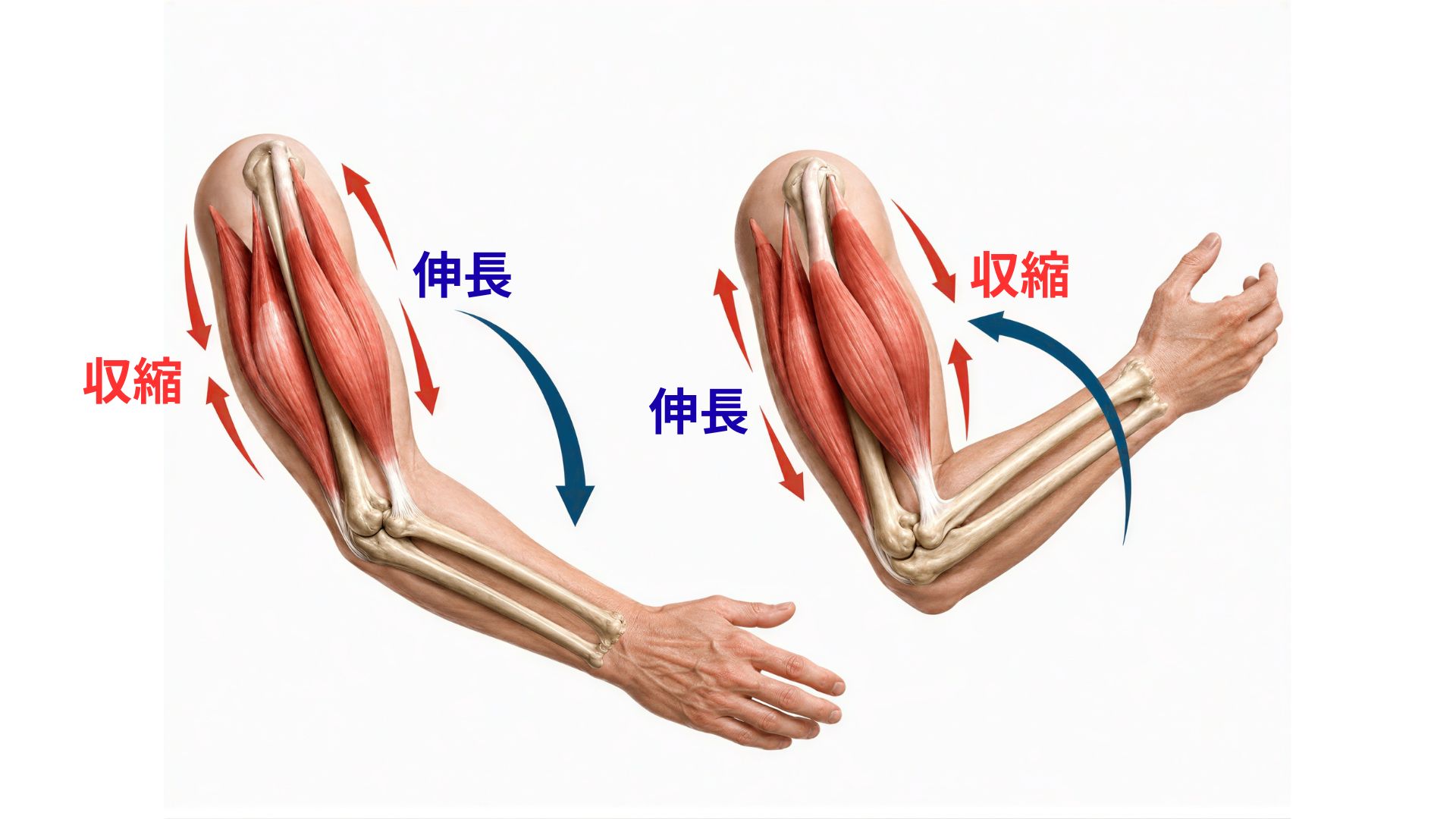 収縮